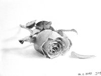 Valentínska ruža